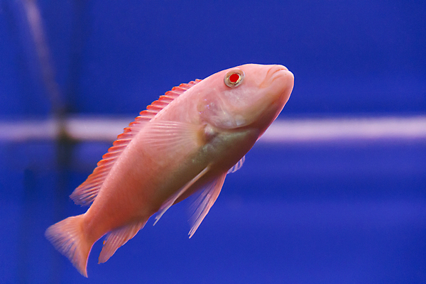 포토 JPG 해외이미지 분홍색 어류 사람없음 장식 물 수족관 민물 이국적 터키석 해외202004 해외포토 자연요소 컬러 수중동물 보석 파일형식 이미지허브