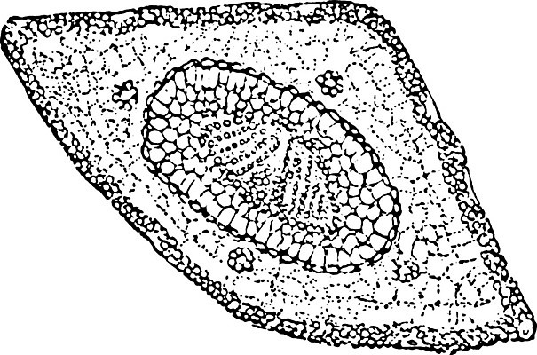 EPS 해외이미지 모양 선 잎 일러스트 세포 미술 계란 검은색 수확 흰색 소나무 가장자리 그림 판화 깊이 해외202004 해외일러스트 나무 식물 컬러 농업 문화예술 알 둘레 파일형식 벡터 이미지허브