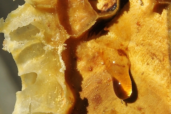 포토 JPG 해외이미지 식물 동물 꽃 음식 곤충 백그라운드 패턴 농업 자연 프레임 세포 건강 사람없음 약 환경 벚꽃 머리빗 황금 닫기 달콤 꿀벌 먹기 영화 유기농 바쁨 꽃가루 꿀 벌집 내추럴 밀랍 식민지 양봉 양봉장 해외202004 해외포토 웰빙 산업 무늬 의학 모션 문화예술 미용용품 맛 벌_곤충 가루 생태계 파일형식 이미지허브