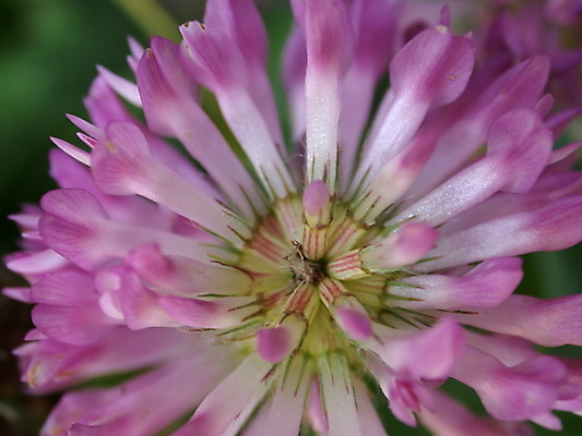 포토 JPG 해외이미지 식물 계절 꽃잎 꽃 백그라운드 잎 꽃무늬 자연 사람없음 빨간색 초록색 노란색 정원 봄 벚꽃 신선 개화 닫기 클로버 데이지 꽃가루 해외202004 해외포토 컬러 무늬 모션 가루 생태계 파일형식 이미지허브