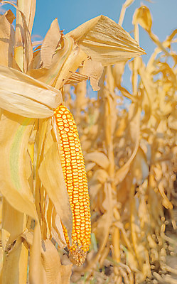 포토 JPG 해외이미지 식물 계절 줄기 밭 농업 옥수수 사람없음 여름 농작물 노란색 수확 황금 닫기 낟알 유기농 밭일 세련 해외202004 해외포토 웰빙 산업 컬러 모션 곡류 파일형식 이미지허브