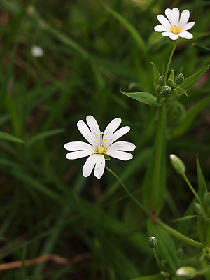 포토 JPG 해외이미지 식물 계절 공원 꽃 백그라운드 꽃무늬 자연 풍경 사람없음 야외 목재 초록색 여름 빛 햇빛 태양 노란색 환경 정원 봄 들꽃 벚꽃 흰색 시골 신선 개화 숲 작음 내추럴 아네모네 정중 헌병 전경 해외202004 해외포토 자연요소 나무 공공시설 컬러 컨셉 무늬 재료 군인 크기 생태계 파일형식 탑뷰 이미지허브