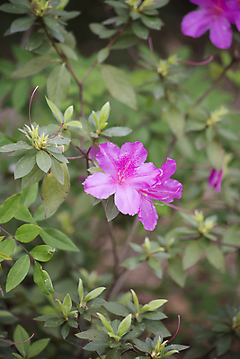 포토 JPG 해외이미지 식물 공원 꽃잎 꽃 분홍색 잎 꽃무늬 자연 사람없음 야외 장식 빨간색 초록색 여름 햇빛 환경 정원 맑음 보라색 화목 봄 활발 성장 벚꽃 나뭇가지 신선 개화 수분 땅 진달래 관목 유기농 원예 내추럴 돌봄 생태학 해외202004 해외포토 나무 웰빙 계절 공공시설 교육 컬러 컨셉 무늬 모션 날씨 취미 태양 생태계 파일형식 이미지허브