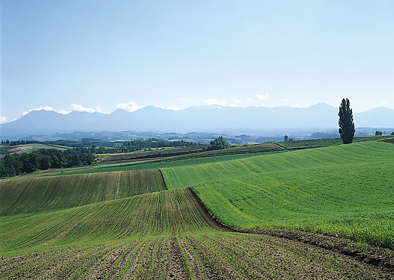 포토 JPG 해외이미지 나무 식물 구름 계절 공원 도로 길 여행 백그라운드 밭 오렌지 자연 하늘 날씨 풍경 잔디 사람없음 야외 초록색 여름 빛 햇빛 태양 농장 노란색 평화 일출 환경 정원 맑음 일몰 흙 봄 안개 광선 흰색 시골 신선 떨어짐 숲 땅 언덕 장면 넘어짐 땅바닥 방법 생태학 수평선 해외202004 해외포토 자연요소 공공시설 교육 컬러 컨셉 농업 과일 교통시설 모션 바닥 노을 생태계 파일형식 이미지허브