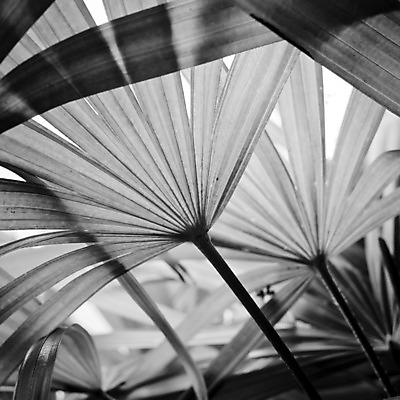 포토 JPG 해외이미지 파도 과학 백그라운드 패턴 일러스트 상상 표면 추상 수채화 실험 창조 미술 사람없음 그래픽 물 검은색 화목 페인트 활발 회색 흐름 자유 수확 흰색 표현 얼룩 그리기 액체 떨어짐 혼합 코스모스 그림 질감 공상 강렬 섞기 오해 환각 아크릴 해외202004 해외포토 자연요소 꽃 바다 컬러 컨셉 무늬 농업 모션 재질 문화예술 증상 파일형식 이미지허브