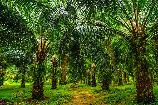 포토 JPG 해외이미지 나무 식물 산업 아시아 음식 여행 백그라운드 잎 밭 농업 과일 자연 하늘 손바닥 씨앗 풍경 사람없음 야외 목재 초록색 햇빛 농장 환경 수확 성장 시골 신선 재산 정상 숲 땅 날것 코코넛 자원 말레이시아 내추럴 드론 원자재 세련 해외202004 해외포토 손 나라 컬러 재료 금융 태양 생태계 파일형식 이미지허브