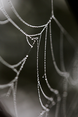 포토 JPG 해외이미지 모양 식물 공원 선 곤충 백그라운드 패턴 인터넷 자연 아침 추상 스트레스 흑백 사람없음 빨간색 물 갈색 노란색 평화 정원 맑음 검은색 자료 웹 젖음 안개 가을 닫기 떨어짐 이슬 연결 질감 서식 보케 시스템 내추럴 블러 특별함 해외202004 해외포토 주간 자연요소 동물 계절 공공시설 컬러 컨셉 무늬 모션 날씨 촬영기법 생태계 파일형식 이미지허브