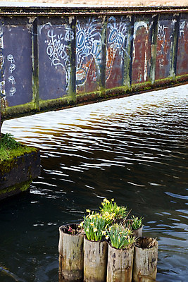 포토 JPG 해외이미지 꽃 사람없음 물 노란색 페인트 그래피티 부식 그런지 옛날 해외202004 해외포토 자연요소 식물 컬러 낙서 그림 파일형식 이미지허브