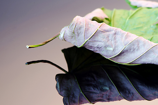 포토 JPG 해외이미지 나무 식물 계절 공원 줄기 백그라운드 단풍 잎 오렌지 자연 표면 사람없음 옆모습 빨간색 세로 초록색 반사 갈색 노란색 환경 정원 일본 검은색 봄 가을 흰색 끝 정상 숲 9월 설탕 광택 정맥 10월 고립 플라타너스 해외202004 해외포토 공공시설 아시아 뷰포인트 컬러 과일 날짜 생태계 혈관 파일형식 이미지허브