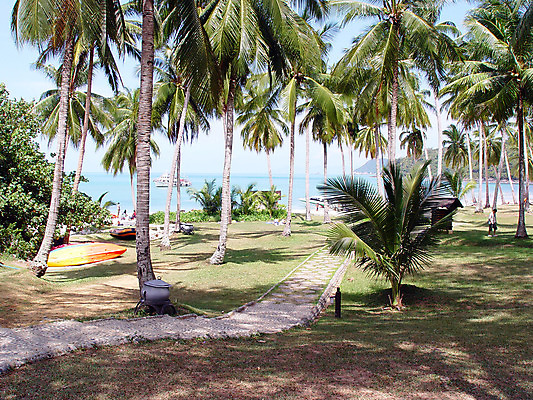 포토 JPG 해외이미지 나무 식물 아시아 길 바다 섬 태국 자연 휴가 사람 사람없음 야외 보트 숲 코코넛 이국적 해외202004 해외포토 나라 배_교통 과일 생태계 파일형식 이미지허브