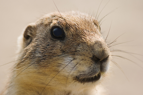 포토 JPG 해외이미지 한마리 응시 야생동물 포유류 근접촬영 사람없음 프레리도그 해외202004 해외포토 동물 1 시선 뷰포인트 파일형식 이미지허브