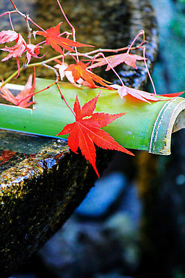 포토 JPG 해외이미지 나무 식물 계절 공원 실루엣 도로 여행 백그라운드 무지개 잎 패턴 자연 하늘 지붕 휴식 풍경 사람없음 빨간색 파란색 빛 컬러풀 햇빛 태양 정원 일본 활발 덮개 가을 나뭇가지 신선 보행로 닫기 숲 그늘 오솔길 강렬 해외202004 해외포토 자연요소 공공시설 아시아 길 컬러 컨셉 무늬 교통시설 모션 촬영기법 뚜껑 생태계 파일형식 이미지허브
