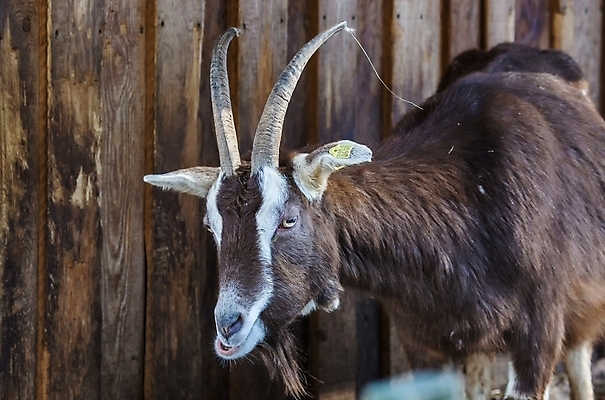 포토 JPG 해외이미지 동물 야생동물 포유류 자연 염소 사람없음 야외 가축 황무지 해외202004 해외포토 생태계 파일형식 이미지허브