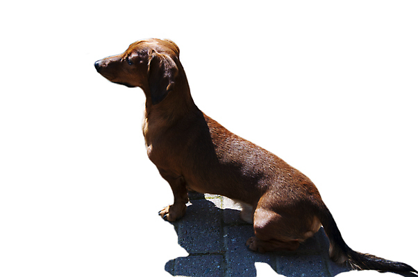 포토 JPG 해외이미지 동물 응시 행복 새끼 백그라운드 장난 포유류 자연 털 앉기 사람없음 야외 빨간색 반려동물 갈색 점프 기쁨 흰색 소시지 개 달콤 강아지 작음 자르기 닥스훈트 사냥개 귀 주둥이 송곳니 강렬 고립 기르기 유래 총구 해외202004 해외포토 시선 감정 컬러 모션 신체부위 가공식품 맛 치아 크기 생태계 돌봄 파일형식 이미지허브