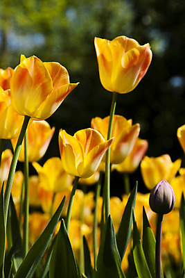포토 JPG 해외이미지 식물 계절 공원 꽃 꽃다발 백그라운드 잎 꽃무늬 밭 자연 부활절 발렌타인데이 3 사랑 사람없음 야외 초록색 여름 컬러풀 햇빛 태양 정원 보라색 침묵 봄 튤립 벚꽃 광선 하트 축하 신선 닫기 5월 꽃집 네덜란드 엽서 내추럴 강렬 해외202004 해외포토 자연요소 모양 공공시설 기념일 감정 유럽 컬러 컨셉 무늬 농업 모션 데이이벤트 상점 소리 날짜 편지 생태계 파일형식 이미지허브