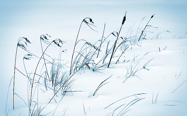 포토 JPG 해외이미지 식물 계절 캐나다 겨울 자연 바람 갈대 미술 풍경 사람없음 야외 파란색 냉동 얼음 추위 흰색 땅 북극 서리 장면 북쪽 비네팅 땅바닥 해외202004 해외포토 자연요소 컬러 북아메리카 날씨 문화예술 바닥 촬영기법 극지방 방향 생태계 파일형식 이미지허브