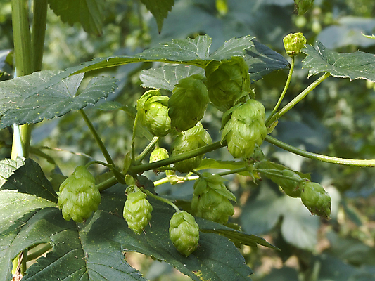 포토 JPG 해외이미지 잎 농업 맥주 주류 사람없음 초록색 경작 해외202004 해외포토 식물 산업 음료 컬러 농사 파일형식 이미지허브