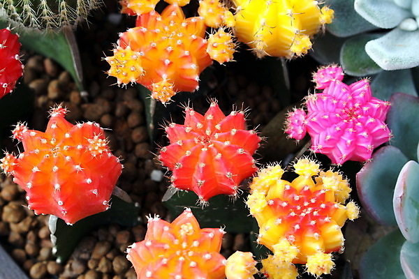 포토 JPG 해외이미지 식물 화분 잎 선인장 건조 손바닥 사람없음 사막 설탕 조경 지역 해외202004 해외포토 손 파일형식 이미지허브