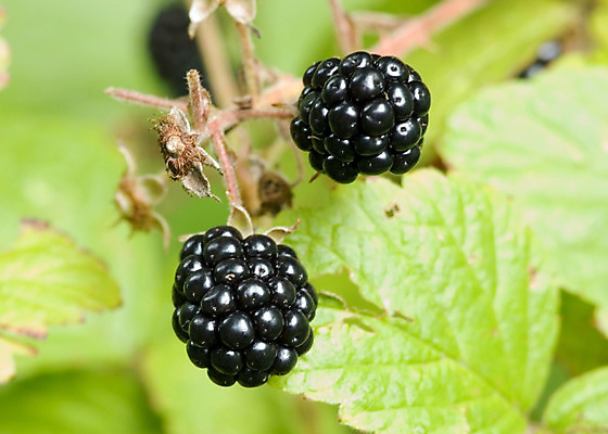 포토 JPG 해외이미지 열매 음식 과일 사람없음 검은색 맛 산딸기 포도나무 해외202004 해외포토 식물 컬러 컨셉 과일나무 파일형식 이미지허브