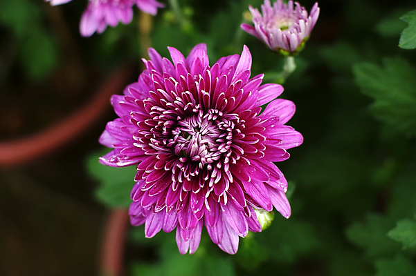 포토 JPG 해외이미지 국화 사람없음 침묵 해외202004 해외포토 꽃 소리 파일형식 이미지허브