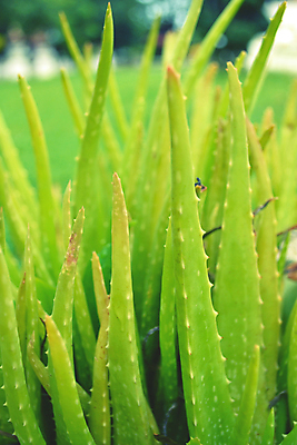 포토 JPG 해외이미지 식물 섬 잎 밭 자연 건강 사람없음 치료 초록색 물 약 성장 흰색 신선 떨어짐 약초 허브 유기농 내추럴 알로에 해외202004 해외포토 자연요소 웰빙 컬러 컨셉 농업 의학 풀_식물 생태계 파일형식 이미지허브