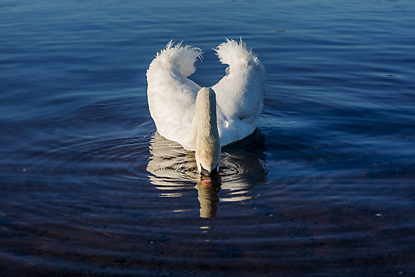 포토 JPG 해외이미지 동물 구름 커플 유럽 아시아 호수 야생동물 여행 자연 조류 하늘 아침 휴가 산 파노라마 사랑 동양인 풍경 사람없음 야외 물 여름 파란색 반사 평화 마을 환경 골짜기 일본 맑음 침묵 새벽 흰색 시골 도쿄 심볼 화산 백조 장면 5 동쪽 후지산 천연기념물 단아함 랜드마크 해외202004 해외포토 주간 자연요소 계절 감정 나라 컬러 컨셉 관계 날씨 촬영기법 인종 숫자 소리 세계문화유산 방향 생태계 파일형식 이미지허브
