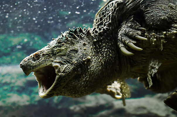 포토 JPG 해외이미지 동물 야생동물 파충류 발 자연 사람없음 물 연못 입 거북이 피부 다이빙 발톱 해외202004 해외포토 자연요소 신체부위 수영 생태계 수중스포츠 파일형식 이미지허브