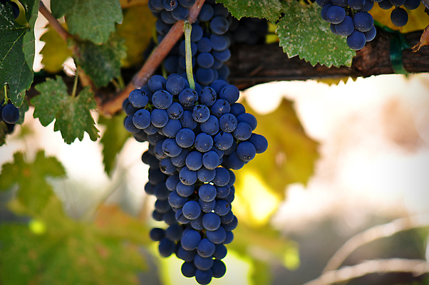 포토 JPG 해외이미지 음료 다이어트 과일 건강 사람없음 초록색 컬러풀 주스 시장 달콤 사과 내추럴 해외202004 해외포토 컬러 맛 파일형식 이미지허브