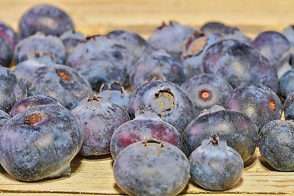 포토 JPG 해외이미지 식물 열매 음식 백그라운드 잎 농업 다이어트 과일 재료 디저트 건강 사람없음 목재 빨간색 초록색 여름 파란색 검은색 가을 흰색 신선 원형 그룹 사발 시장 달콤 아침식사 약초 숲 먹기 유기농 블루베리 날것 블랙베리 흙더미 내추럴 고립 숙성 월귤 채식주의자 해외202004 해외포토 도형 나무 웰빙 계절 산업 컬러 모션 식사 흙 풀_식물 사기그릇 맛 채식 파일형식 더미 이미지허브