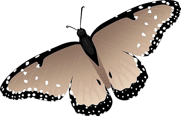 EPS 해외이미지 동물 디자인 나비 곤충 백그라운드 일러스트 자연 장식 빨간색 빛 봄 흰색 축하 오픈 벌레 작음 심볼 사인 싱글 생물학 무당벌레 산딸기 나방 내추럴 고립 무료 해외202004 해외일러스트 계절 교육 컬러 컨셉 과일 크기 생태계 파일형식 벡터 이미지허브