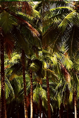 포토 JPG 해외이미지 나무 식물 공원 줄기 백그라운드 잎 부분 자연 휴가 열대 손바닥 사람없음 야외 초록색 여름 평화 환경 정원 성장 나뭇가지 신선 숲 허브 원예 질감 하와이 코코넛 내추럴 이국적 파라다이스 해외202004 해외포토 손 계절 공공시설 컬러 컨셉 과일 취미 미국 생태계 파일형식 이미지허브