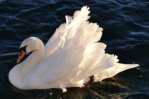 포토 JPG 해외이미지 사람없음 백조 해외202004 해외포토 조류 파일형식 이미지허브