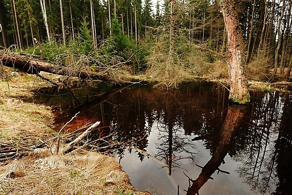 포토 JPG 해외이미지 나무 계절 공원 여행 백그라운드 자연 산 이끼 풍경 사람없음 야외 목재 초록색 물 여름 강 햇빛 반사 평화 환경 봄 폭포 흐름 바위 개울 숲 내추럴 해외202004 해외포토 자연요소 식물 공공시설 컬러 컨셉 재료 태양 돌_바위 생태계 파일형식 이미지허브