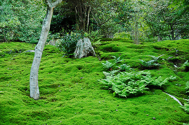포토 JPG 해외이미지 나무 식물 줄기 백그라운드 자연 아침 이끼 사람없음 야외 초록색 물 평화 환경 정원 일본 침묵 고요 봄 젖음 촉촉함 안개 가을 시골 황무지 닫기 숲 작음 부드러움 내추럴 생태학 해외202004 해외포토 주간 자연요소 계절 교육 아시아 컬러 컨셉 모션 날씨 소리 감각 크기 생태계 파일형식 이미지허브