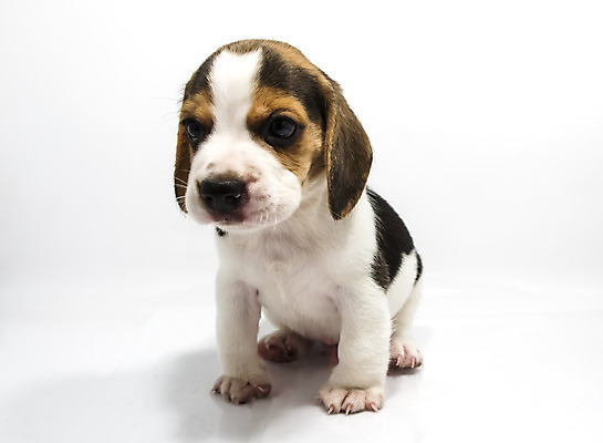 포토 JPG 해외이미지 동물 응시 새끼 백그라운드 포유류 앉기 사람없음 반려동물 슬픔 흰색 개 리트리버 강아지 작음 자르기 귀 비글 몸단장 송곳니 고립 기르기 복종 심각 유래 해외202004 해외포토 시선 감정 컬러 컨셉 모션 신체부위 치아 크기 돌봄 파일형식 이미지허브