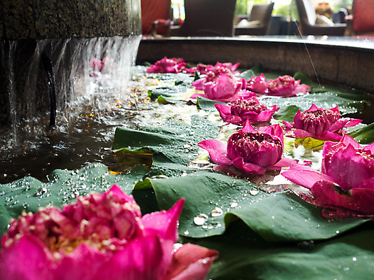 포토 JPG 해외이미지 꽃 백그라운드 추상 미술 사람없음 해외202004 해외포토 식물 무늬 문화예술 파일형식 이미지허브