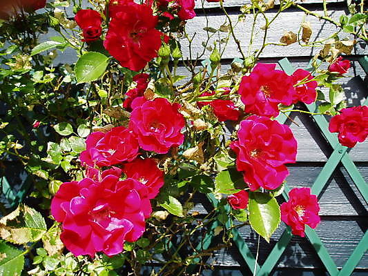 포토 JPG 해외이미지 식물 벽 사람없음 빨간색 장미 정원 해외202004 해외포토 꽃 컬러 파일형식 이미지허브