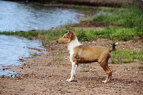 포토 JPG 해외이미지 동물 응시 행복 백그라운드 자연 사람없음 야외 초록색 반려동물 갈색 흰색 양치기 개 강아지 작음 해외202004 해외포토 직업 시선 감정 컬러 포유류 크기 생태계 파일형식 이미지허브
