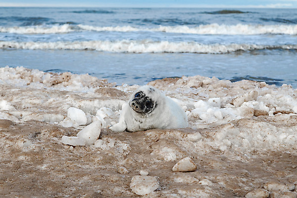 포토 JPG 해외이미지 동물 얼굴 바다 섬 겨울 포유류 자연 사랑 해변 사람없음 야외 물 귀여움 환경 코트 아기 보호 물개 모래언덕 멸종 생태학 해외202004 해외포토 자연요소 계절 교육 감정 컨셉 사람 신체부위 바다동물 외투 언덕 생태계 파일형식 이미지허브