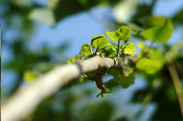 포토 JPG 해외이미지 호수 갈대 풍경 사람없음 버드나무 해외202004 해외포토 나무 식물 파일형식 이미지허브