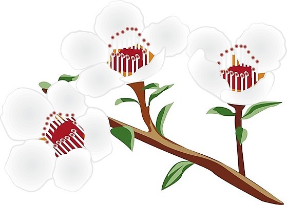 EPS 해외이미지 나무 식물 템플릿 전통 디자인 배너 꽃 백그라운드 잎 꽃무늬 일러스트 자연 건강 미술 장식 초록색 약 정원 봄 흰색 개화 차 약초 인쇄 허브 그림 향 판화 꿀 내추럴 해외202004 해외일러스트 계절 음료 컬러 무늬 의학 문화예술 풀_식물 생태계 파일형식 벡터 이미지허브