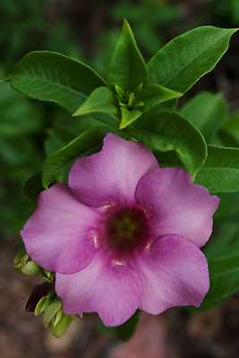 포토 JPG 해외이미지 식물 디자인 꽃 아시아 줄기 분홍색 백그라운드 잎 꽃무늬 태국 자연 사람없음 초록색 물 햇빛 정원 보라색 벚꽃 종 물방울 개화 이슬 빗방울 순수 향기 트럼펫 부드러움 포도나무 내추럴 엘리먼트 해외202004 해외포토 자연요소 나라 컬러 컨셉 무늬 태양 감각 비_날씨 과일나무 금관악기 생태계 냄새 파일형식 이미지허브