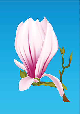 EPS 해외이미지 식물 디자인 꽃 줄기 분홍색 백그라운드 잎 꽃무늬 곡선 일러스트 부분 자연 친절 미술 그래픽 초록색 여름 파란색 새싹 일본 침묵 봄 성장 벚꽃 나뭇가지 그리기 개화 우아함 싱글 그림 유기농 부드러움 목련 망사 해외202004 해외일러스트 나무 웰빙 계절 아시아 선 컬러 컨셉 무늬 모션 문화예술 소리 직물 감각 생태계 파일형식 벡터 이미지허브