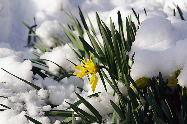 포토 JPG 해외이미지 계절 꽃 자연 휴가 사람없음 초록색 노란색 새싹 계란 봄 추위 튤립 개화 다발 속도 서리 해외202004 해외포토 식물 컬러 알 생태계 파일형식 이미지허브
