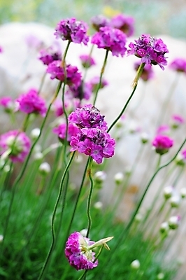 포토 JPG 해외이미지 식물 꽃 자연 사람없음 초록색 정원 보라색 난초 제비꽃 묘사 해외202004 해외포토 컬러 생태계 파일형식 이미지허브