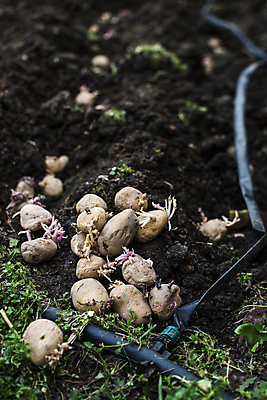 포토 JPG 해외이미지 식물 지구 음식 밭 농업 채소 자연 감자 씨앗 사람없음 농장 새싹 정원 흙 봄 성장 신선 유기농 원예 날것 뿌리 내추럴 땅바닥 모종 밭일 세련 해외202004 해외포토 웰빙 계절 산업 바닥 취미 생태계 파일형식 이미지허브