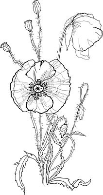 EPS 해외이미지 식물 계절 꽃 야생동물 백그라운드 꽃무늬 패턴 일러스트 자연 잉크 흑백 그래픽 장식 펜 정원 검은색 흰색 나뭇가지 인쇄 스케치 그림 생물학 손그림 판화 옛날 핸드메이드 해외202004 해외일러스트 나무 동물 교육 컬러 무늬 촬영기법 미술 필기구 생태계 파일형식 벡터 이미지허브