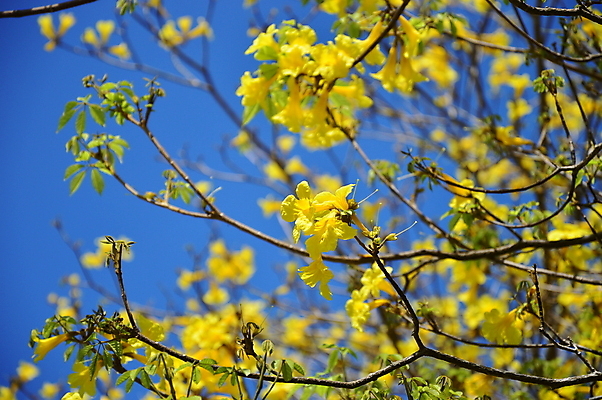 포토 JPG 해외이미지 식물 꽃 행복 자연 하늘 사람없음 파란색 노란색 신선 순수 그림 해외202004 해외포토 감정 컬러 컨셉 생태계 파일형식 이미지허브