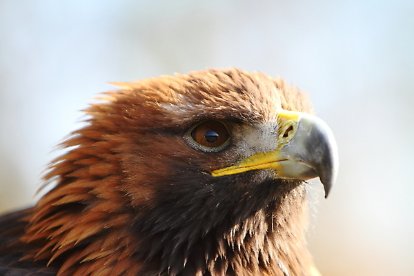 포토 JPG 해외이미지 동물 야생동물 자연 조류 사람없음 황금 먹이 깃털 독수리 사냥꾼 해외202004 해외포토 직업 생태계 파일형식 이미지허브