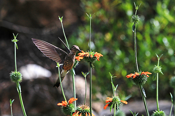 포토 JPG 해외이미지 동물 꽃 야생동물 포즈 백그라운드 오렌지 자연 조류 산 사람없음 초록색 빛 갈색 회색 벚꽃 센터 소프트포커스 먹이 먹기 고도 만족 역동적 트럼펫 꿀 벌새 수유 아기사슴 이국적 페루 해외202004 해외포토 식물 감정 새끼 컬러 컨셉 과일 모션 사슴 촬영기법 남아메리카 금관악기 생태계 파일형식 이미지허브